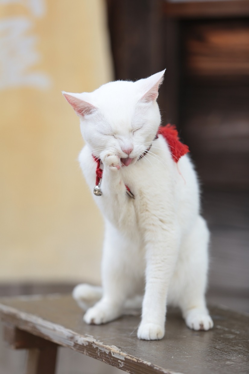 ヒロイン あなごの美猫写真連発 猫侍 南の島へ行く 8枚目の写真 画像 Cinemacafe Net