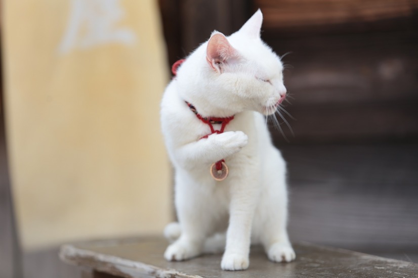 ヒロイン あなごの美猫写真連発 猫侍 南の島へ行く 9枚目の写真 画像 Cinemacafe Net