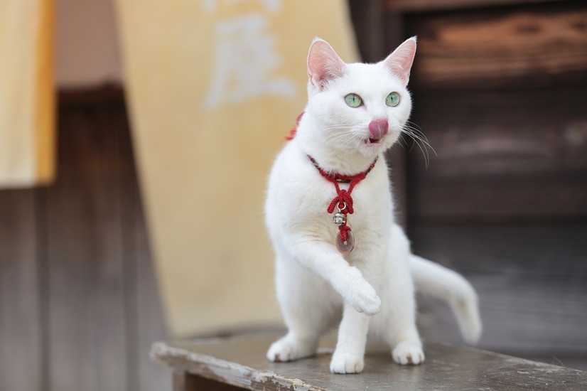 ヒロイン あなごの美猫写真連発 猫侍 南の島へ行く 10枚目の写真 画像 Cinemacafe Net