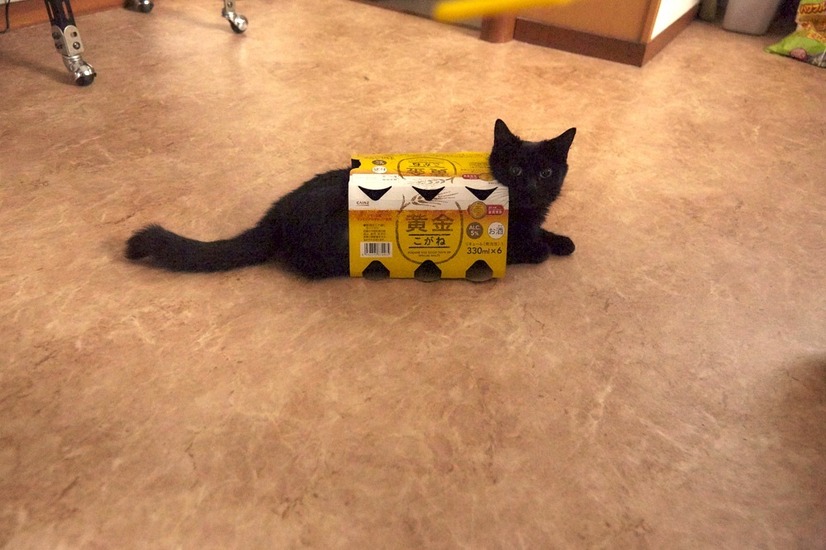 猫 箱 は最高の相性 猫なんかよんでもこない 萌えオフショット到着 2枚目の写真 画像 Cinemacafe Net