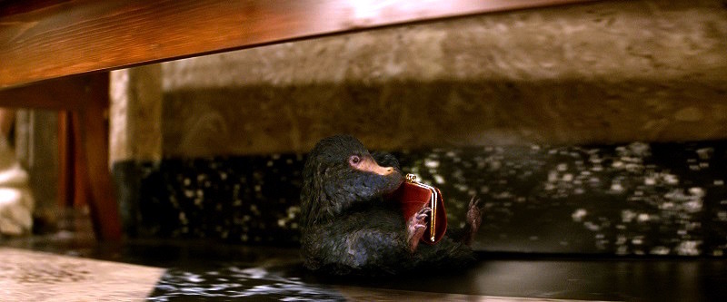 エディ レッドメイン もふもふ モグラ似の魔法動物の正体を暴露 ファンタビ 3枚目の写真 画像 Cinemacafe Net