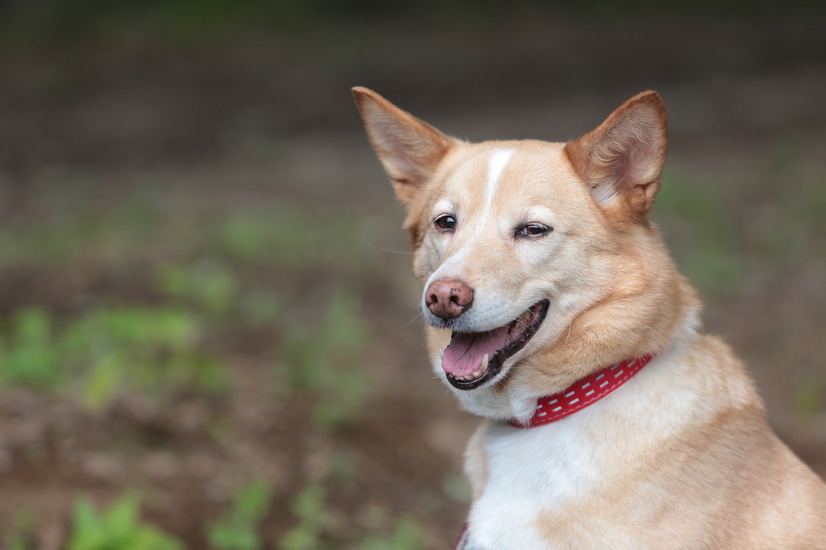 春近し キュートな動物たちが映画に大集合 話す犬を 放す Sing ほか 4枚目の写真 画像 Cinemacafe Net