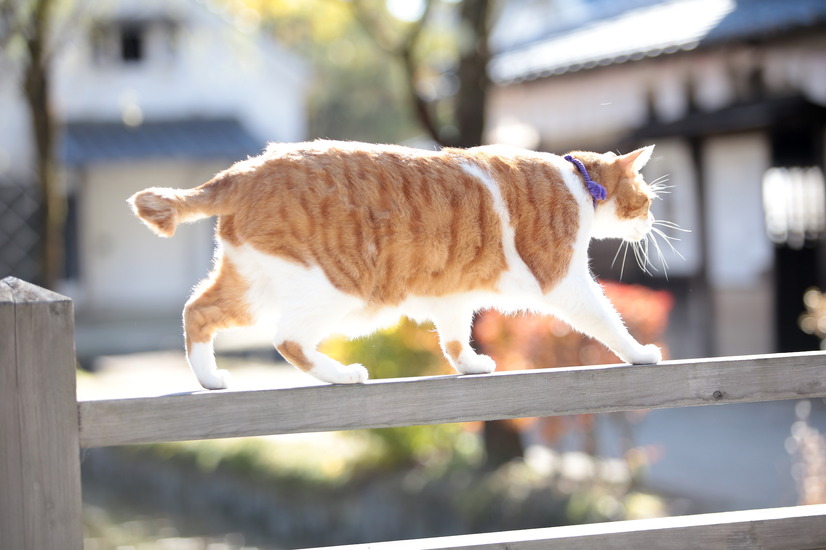 「猫忍」主演猫・金時、激萌え秘蔵写真が解禁!DVD&写真集も 11枚目の写真・画像