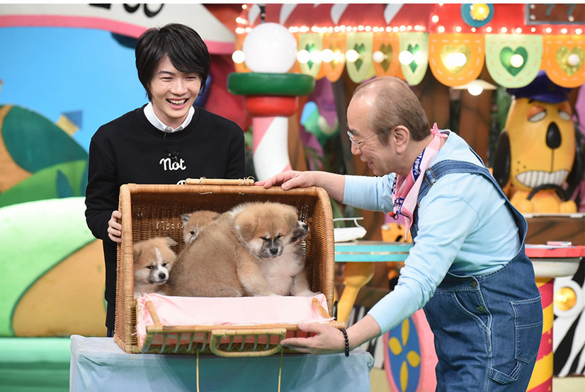 神木隆之介 土屋太鳳らが日本犬の赤ちゃんたちと共演 天才 志村どうぶつ園 2枚目の写真 画像 Cinemacafe Net