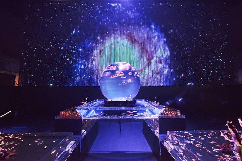 龍宮城 と 二条城 アートアクアリウムが東京 京都の2都市で開催 11枚目の写真 画像 Cinemacafe Net 龍宮城 と 二条城 アートアクアリウムが東京 京都の2都市で開催 11枚目の写真 画像 Cinemacafe Net