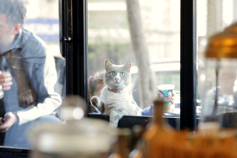 猫の映画おすすめ15選 かわいいあの猫から 自由な猫まで大集合