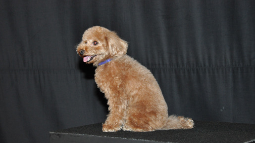 ライセンス藤原 誘拐犯の役作りの参考は相方 共演の犬は 僕よりng少なかった 7枚目の写真 画像 Cinemacafe Net