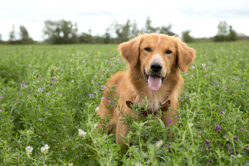 泣ける映画 僕のワンダフル ライフ 犬と人間の物語が心に響く理由