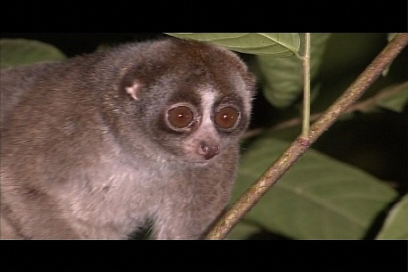 吉岡里帆 動物たちの 特殊能力 に驚愕 新どうぶつ奇想天外 6枚目の写真 画像 Cinemacafe Net