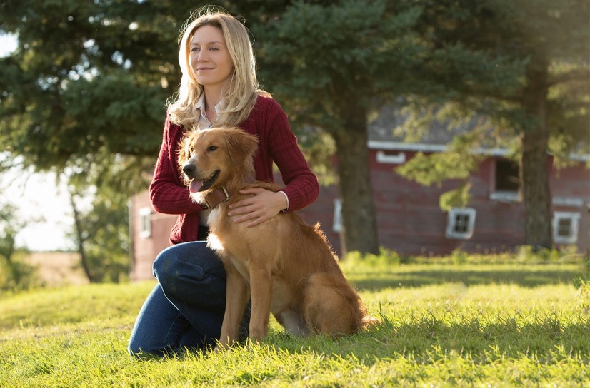 最新作に繋がる犬と人間の感動物語『僕のワンダフル・ライフ』地上波初放送 2枚目の写真・画像