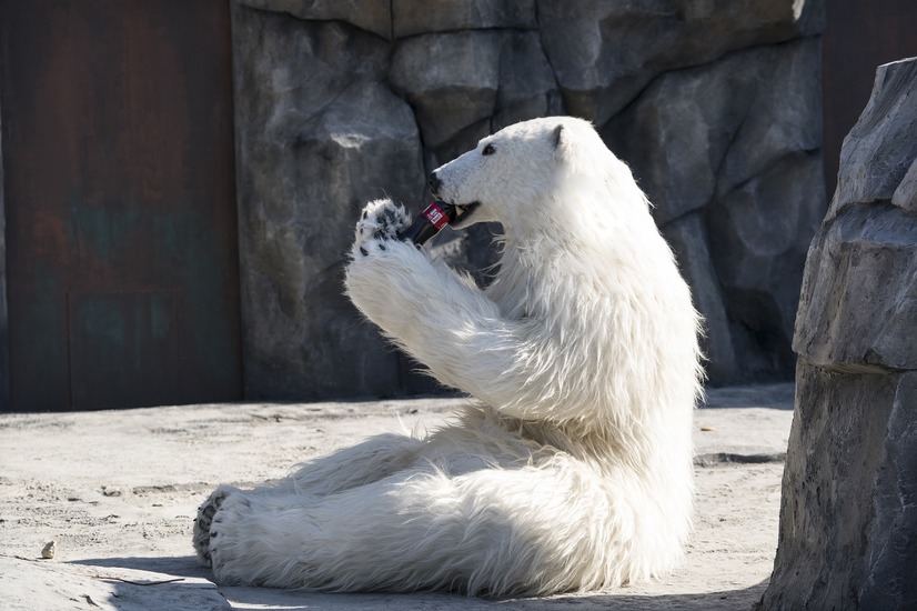 着ぐるみで動物園再建 韓国映画 シークレット ジョブ 限定公開 配信へ 12枚目の写真 画像 Cinemacafe Net