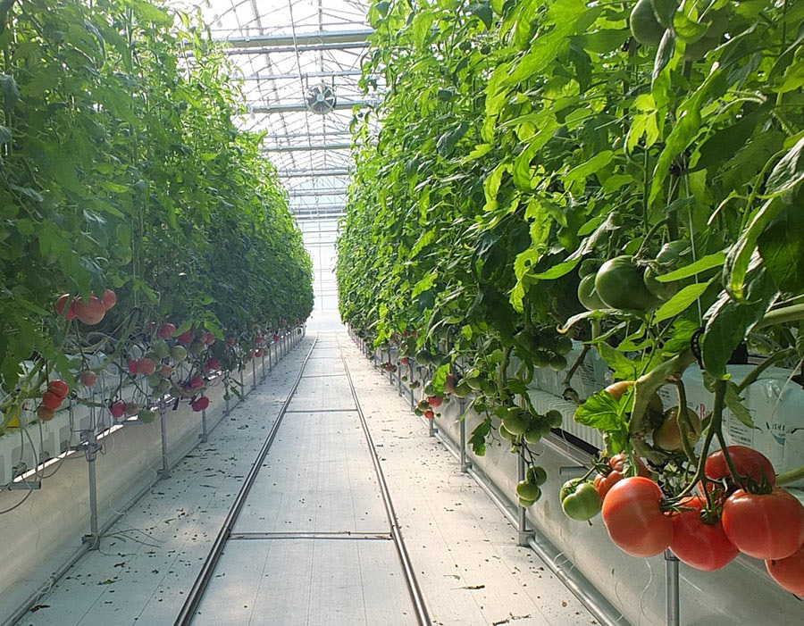 ディズニー パークに供給する野菜農園を山梨県に設立 Cinemacafe Net