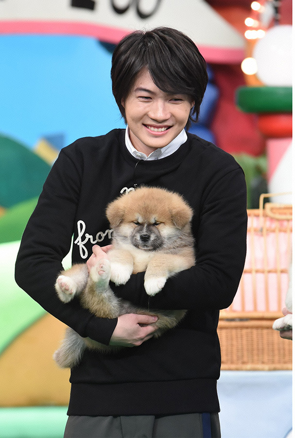 神木隆之介 土屋太鳳らが日本犬の赤ちゃんたちと共演 天才 志村どうぶつ園 Cinemacafe Net