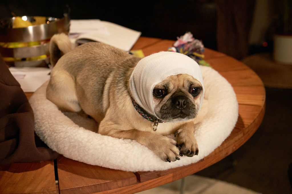 パグ犬の ガンジー ホロコースト研究にひと役買う ブルーム オブ イエスタデイ Cinemacafe Net