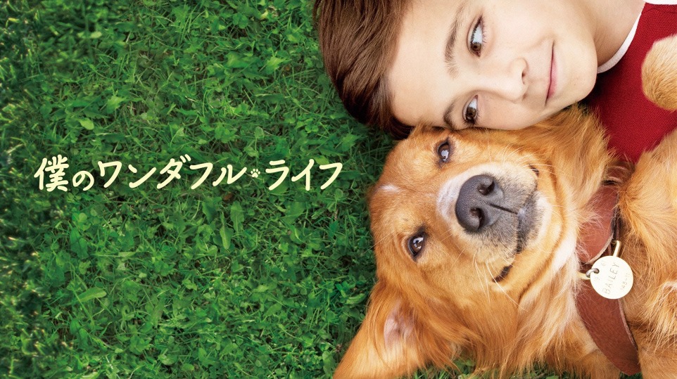 最新作に繋がる犬と人間の感動物語 僕のワンダフル ライフ 地上波初放送 Cinemacafe Net