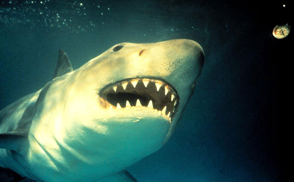 水族館に人食いザメが襲来 海洋パニックシリーズ第3弾 映画天国 ジョーズ3 Cinemacafe Net 水族館に人食いザメが襲来 海洋パニックシリーズ第3弾 映画天国 ジョーズ3 Cinemacafe Net
