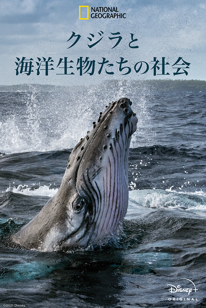 人間と変わらぬ家族愛も 海洋ドキュメンタリー クジラと海洋生物の社会 日本版予告編 Cinemacafe Net 人間と変わらぬ家族愛も 海洋ドキュメンタリー クジラと海洋生物の社会 日本版予告編 Cinemacafe Net