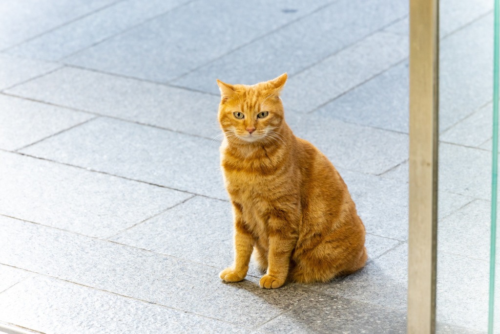 松本潤主演 となりのチカラ 猫 が重要キャラ 勝地涼 夙川アトムも出演 Cinemacafe Net