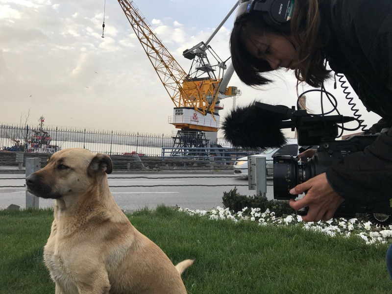 犬の聴覚を体感する驚愕のサウンドデザインが明らかに ストレイ 犬が見た世界 Cinemacafe Net