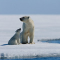 北極のナヌー 2枚目の写真・画像