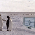 童貞ペンギン 2枚目の写真・画像