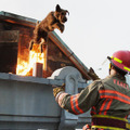 ファイアー・ドッグ　消防犬デューイの大冒険 2枚目の写真・画像