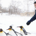 旭山動物園物語　ペンギンが空をとぶ 1枚目の写真・画像