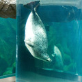 旭山動物園物語　ペンギンが空をとぶ 4枚目の写真・画像