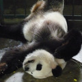 パンダフルライフ 16枚目の写真・画像