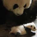 51（ウーイー）世界で一番小さく生まれたパンダ 2枚目の写真・画像