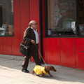 トッド・ソロンズの子犬物語 8枚目の写真・画像