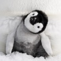 皇帝ペンギン ただいま 1枚目の写真・画像