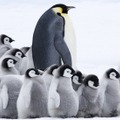皇帝ペンギン ただいま 4枚目の写真・画像
