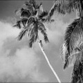 モアナ～南海の歓喜～ 4枚目の写真・画像