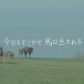 今日もどこかで馬は生まれる 11枚目の写真・画像