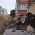 ストレイ 犬が見た世界 3枚目の写真・画像