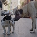 ストレイ 犬が見た世界 14枚目の写真・画像