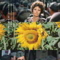 ひまわり 50周年HDレストア版 1枚目の写真・画像