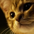 ルー、パリで生まれた猫 9枚目の写真・画像