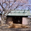 五香宮の猫 2枚目の写真・画像