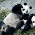 パンダのすごい世界 5枚目の写真・画像