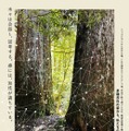 森に聴くListen to the Forest 1枚目の写真・画像