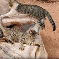 CatVideoFest 9枚目の写真・画像