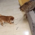 CatVideoFest 10枚目の写真・画像