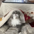 CatVideoFest 11枚目の写真・画像