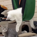 CatVideoFest 12枚目の写真・画像