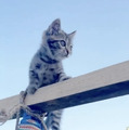 CatVideoFest 14枚目の写真・画像