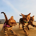 CatVideoFest 15枚目の写真・画像