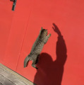 CatVideoFest 17枚目の写真・画像