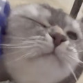 CatVideoFest 18枚目の写真・画像